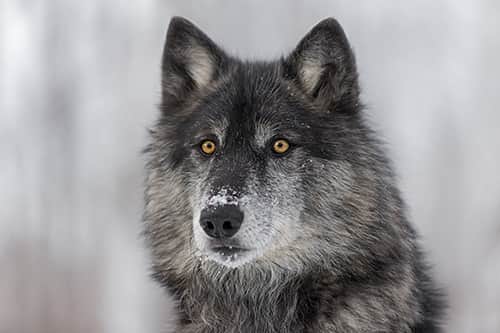 Grey wolf with snow on noseWolves and Greater Yellowstone