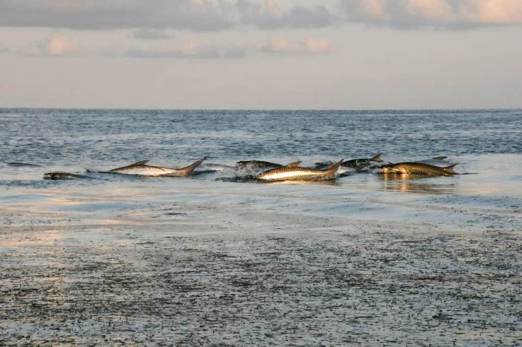 tarpon fishing