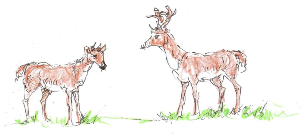 Deer Hunting Myths and Truths