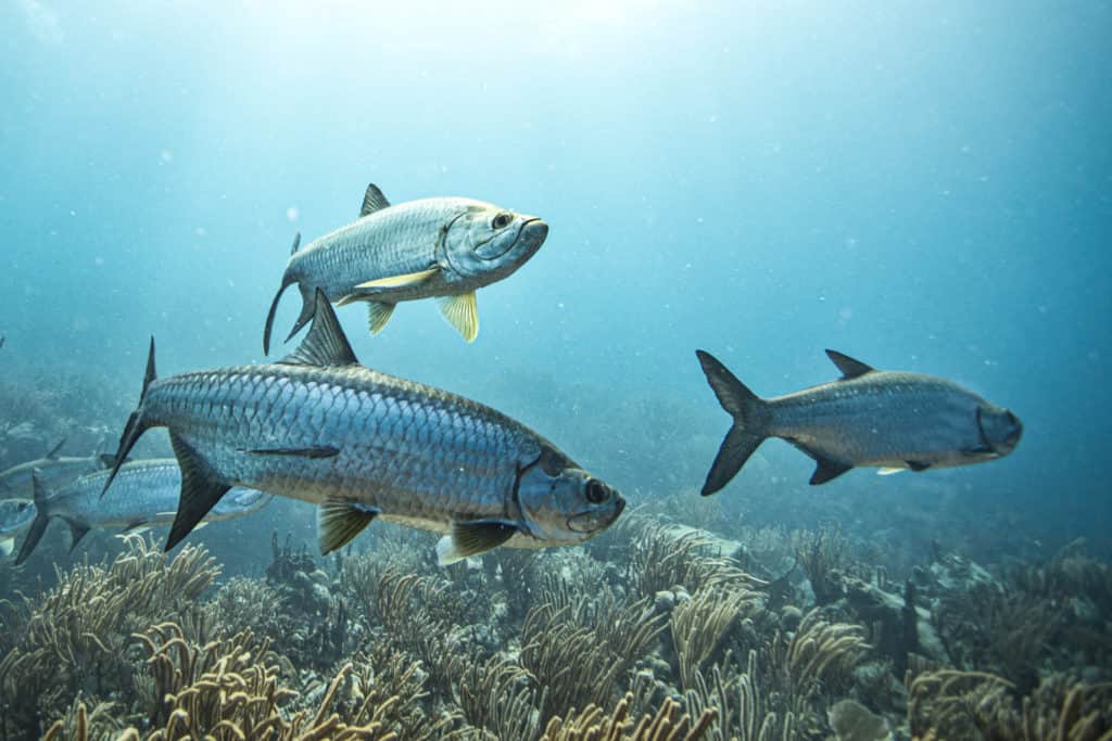 tarpon
