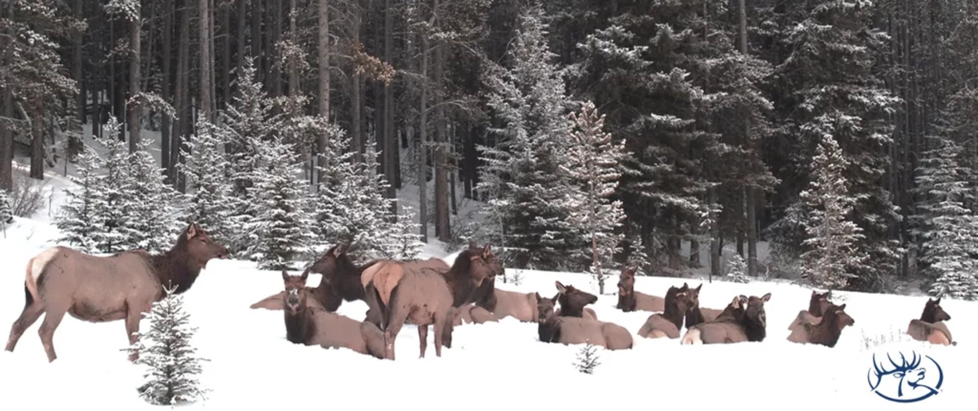 Rocky Mountain Elk Foundation, U.S. Forest Service & Private Landowner Work Together to Preserve Migration Route and Expand Public Access