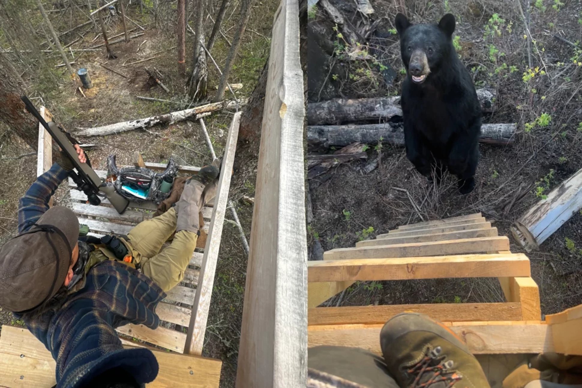 canadian black bear hunt