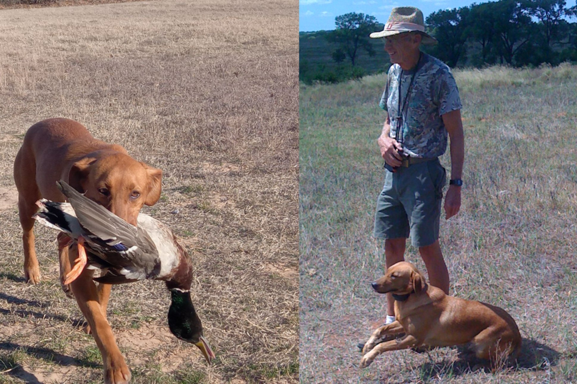 Retriever training
