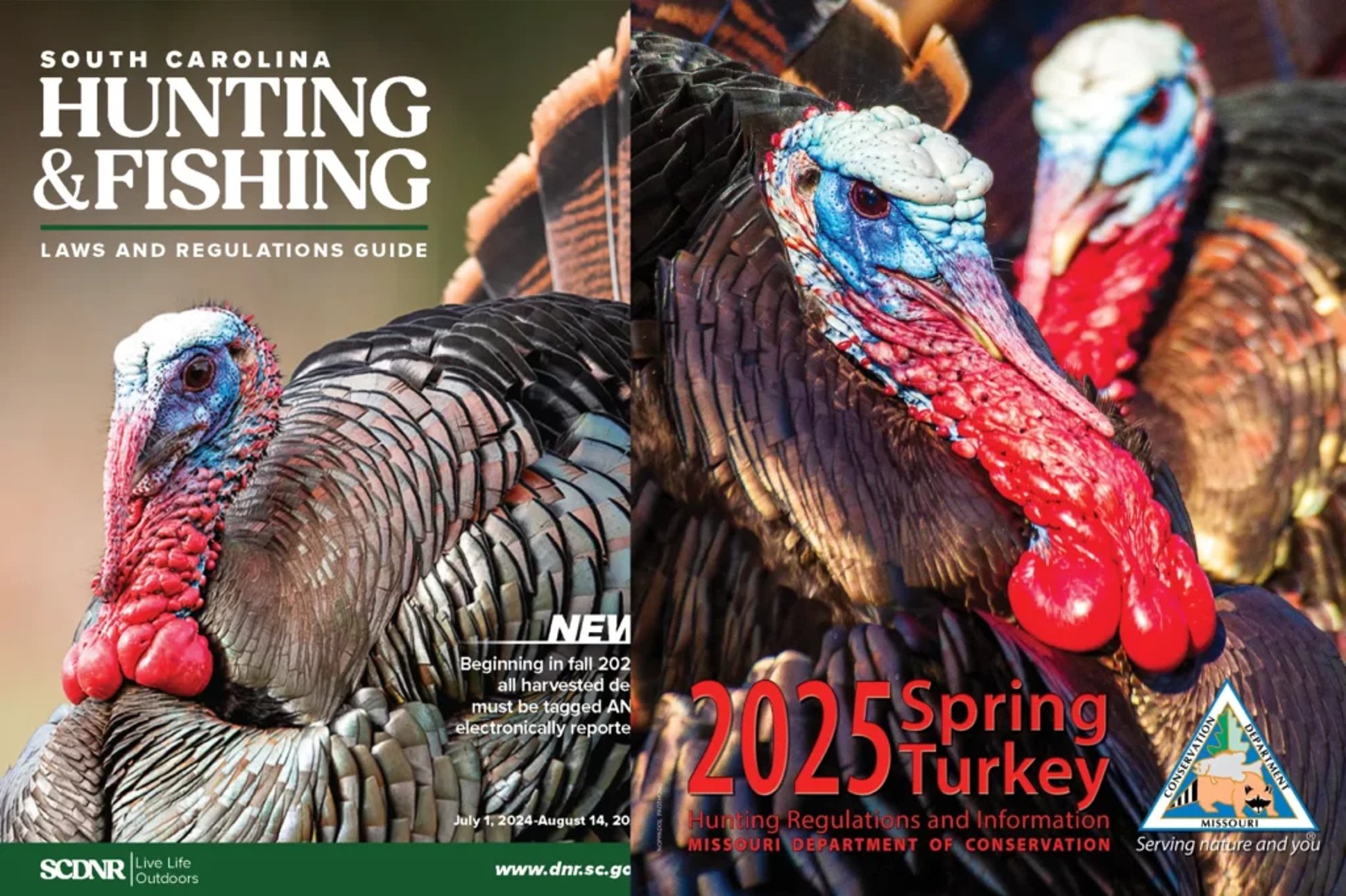 laws hunting turkeys
