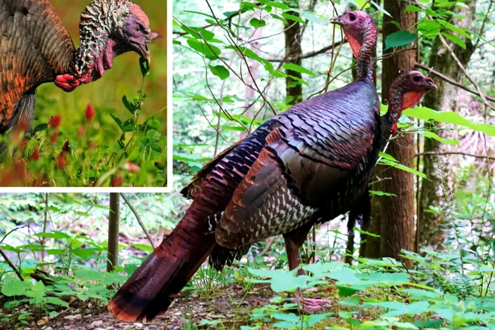 wild turkey feeding