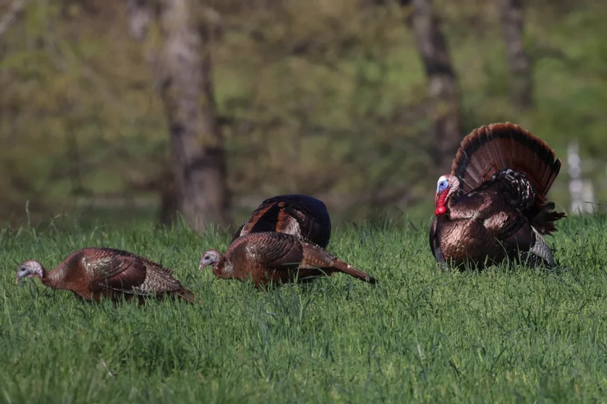 wild turkey