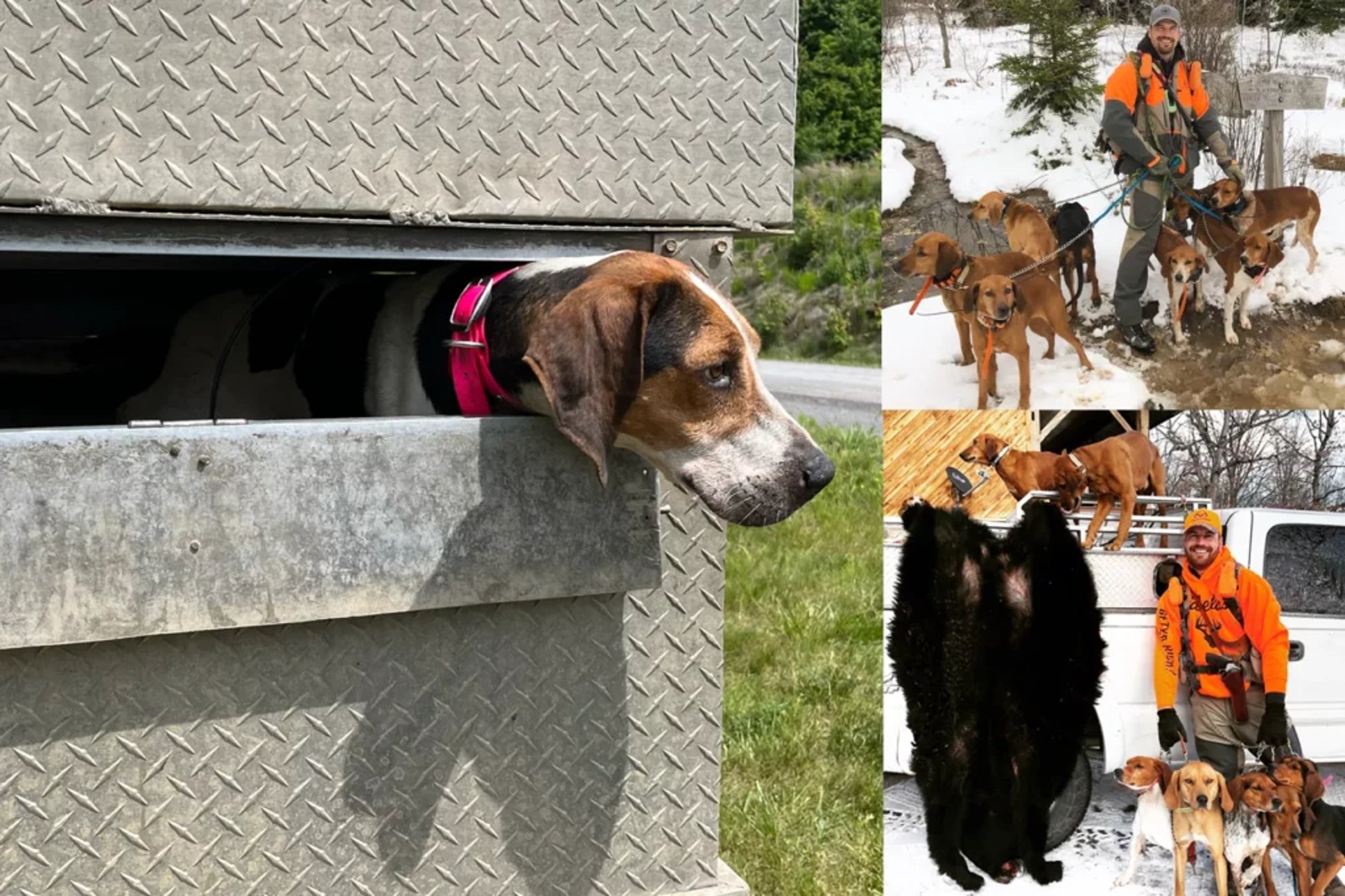 bear-hunting hounds