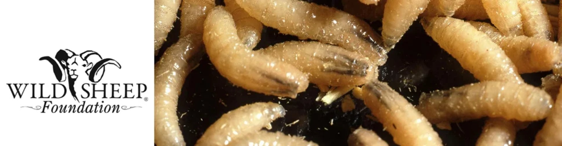 Screwworms