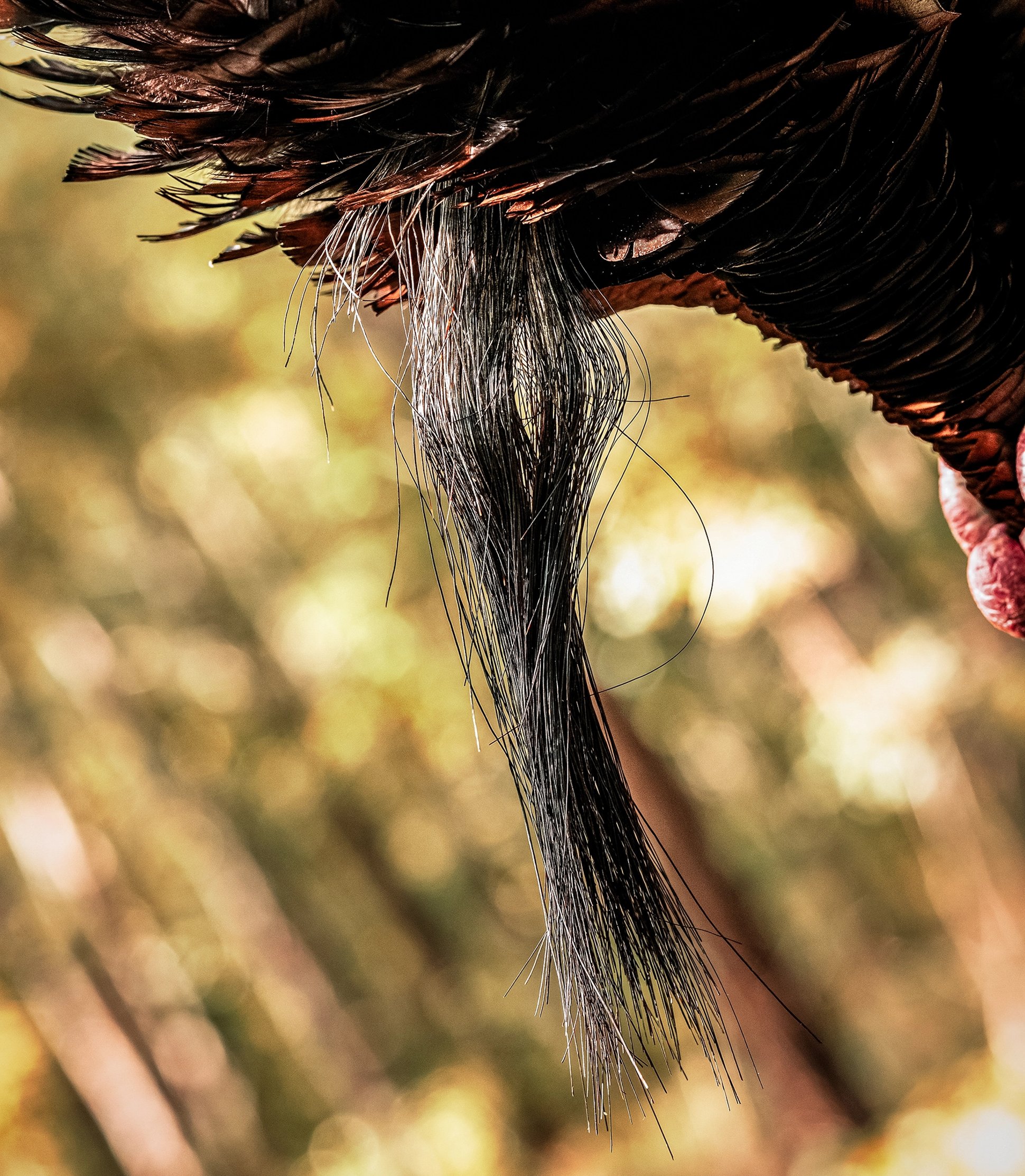 a wild turkey beard