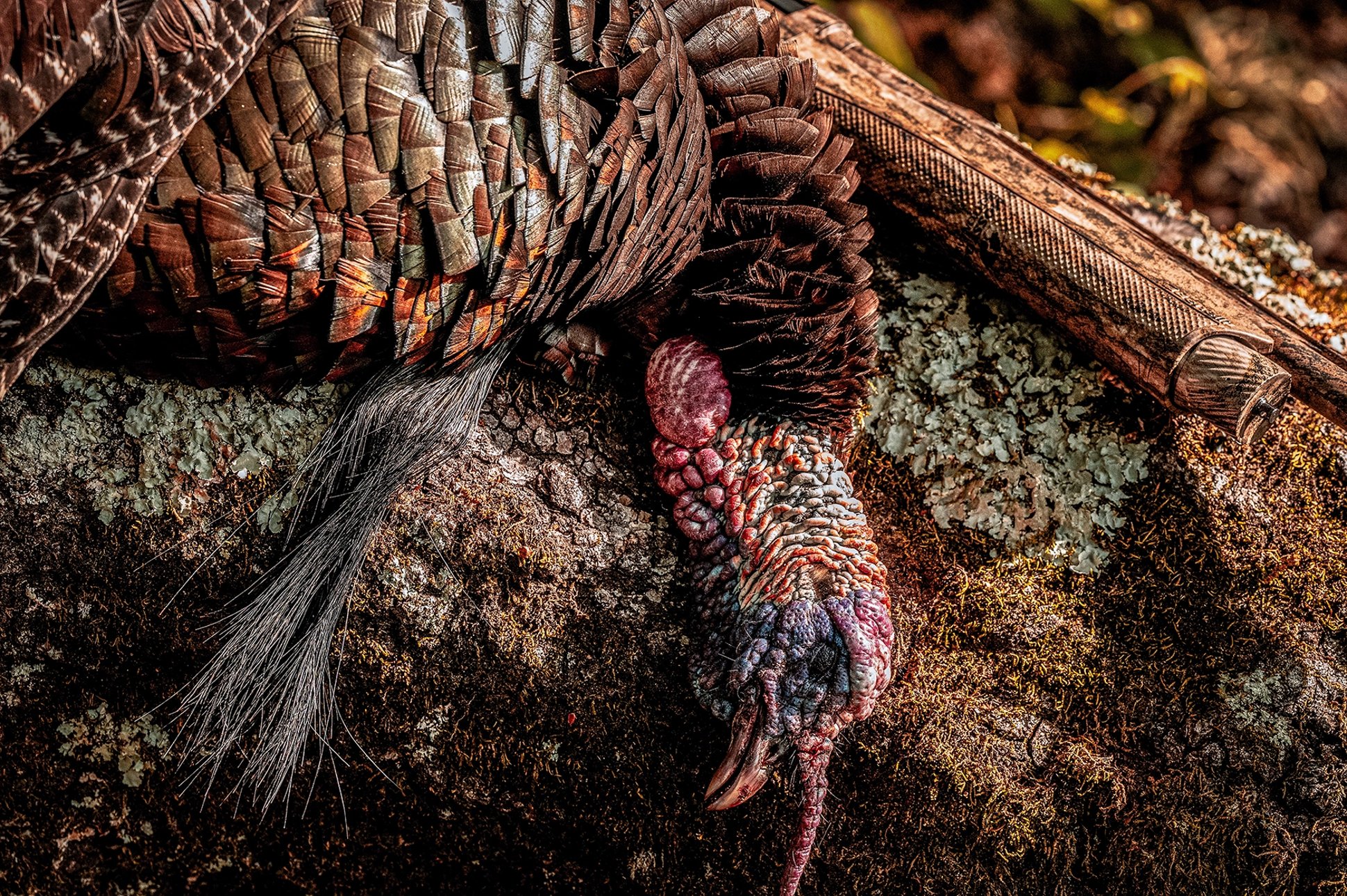 a wild turkey laying on a log