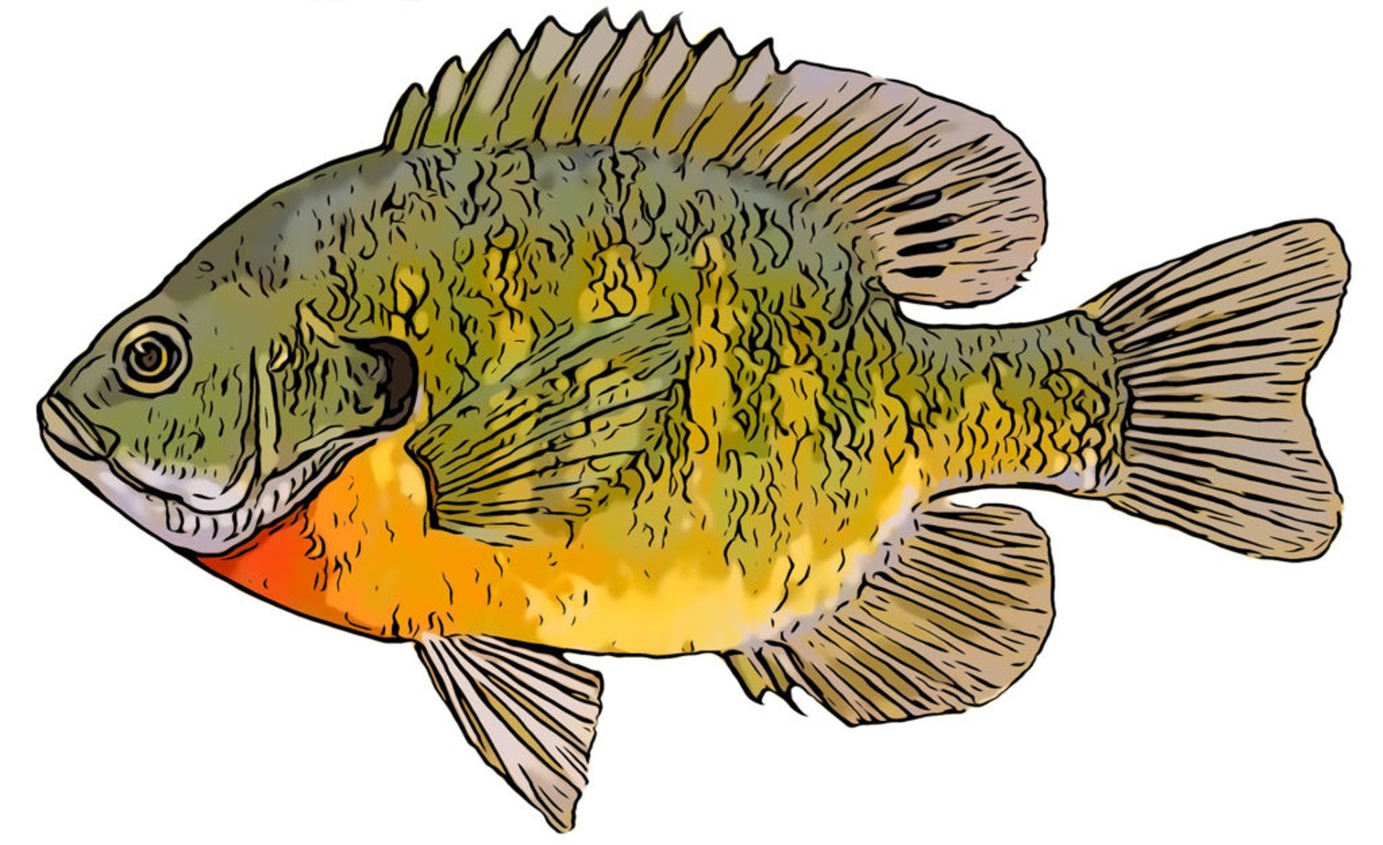 Bluegill fishing - The Trill of the Gill pic 1