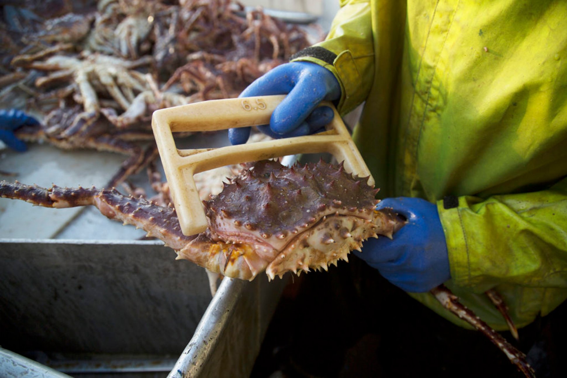 Deadliest Catch Wild Bill Discovery pic5