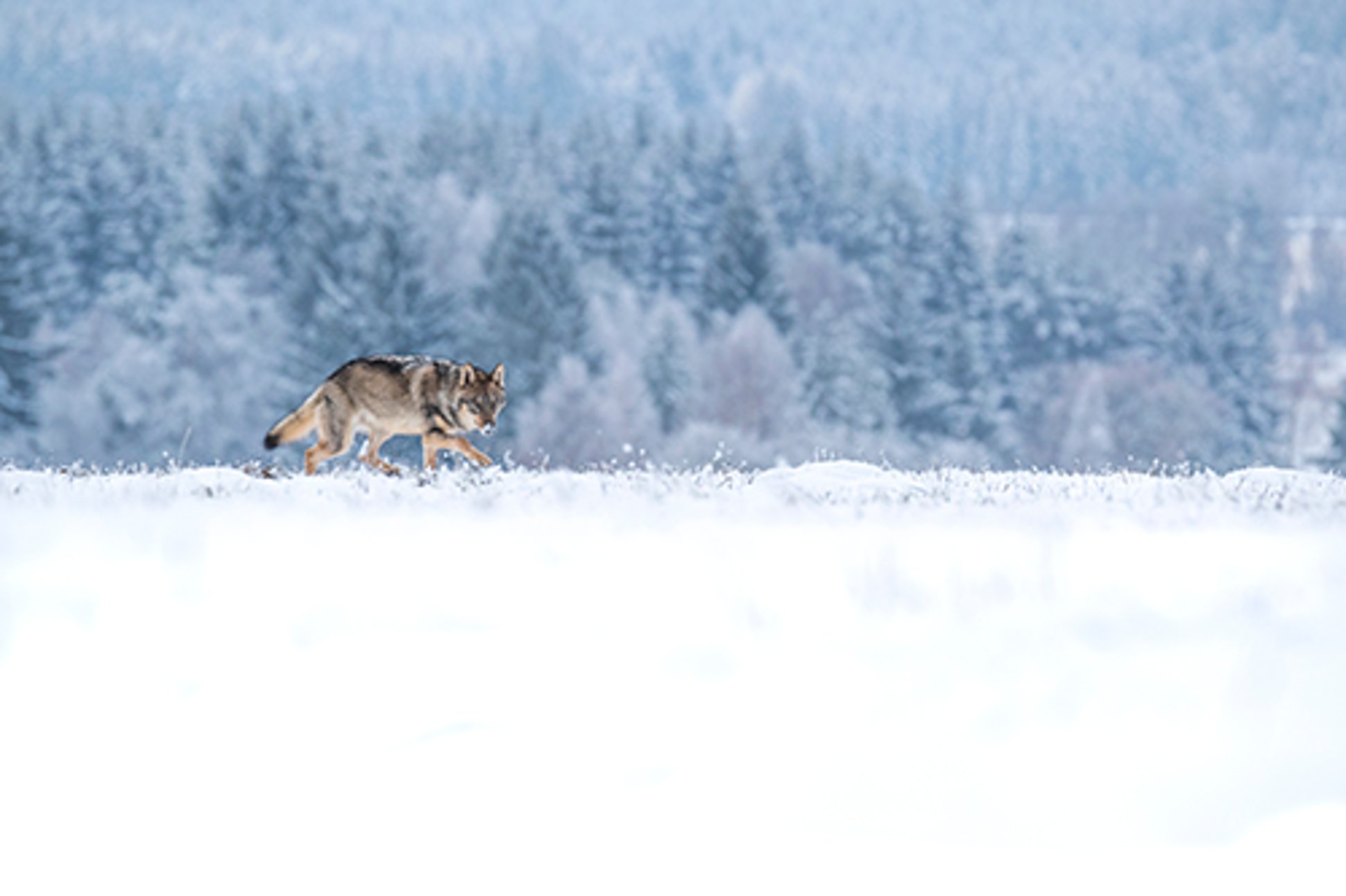 Wolf walking through snowWolves and Greater Yellowstone