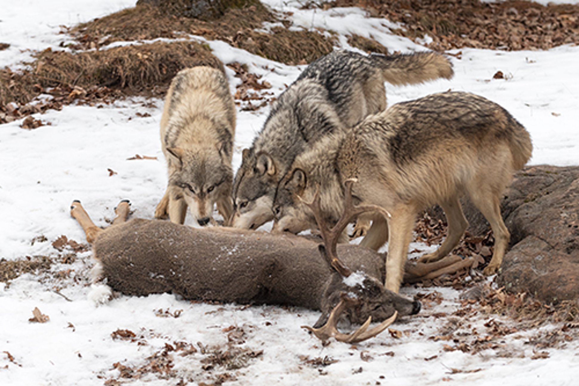 Wolves eating Wolves and Greater Yellowstone