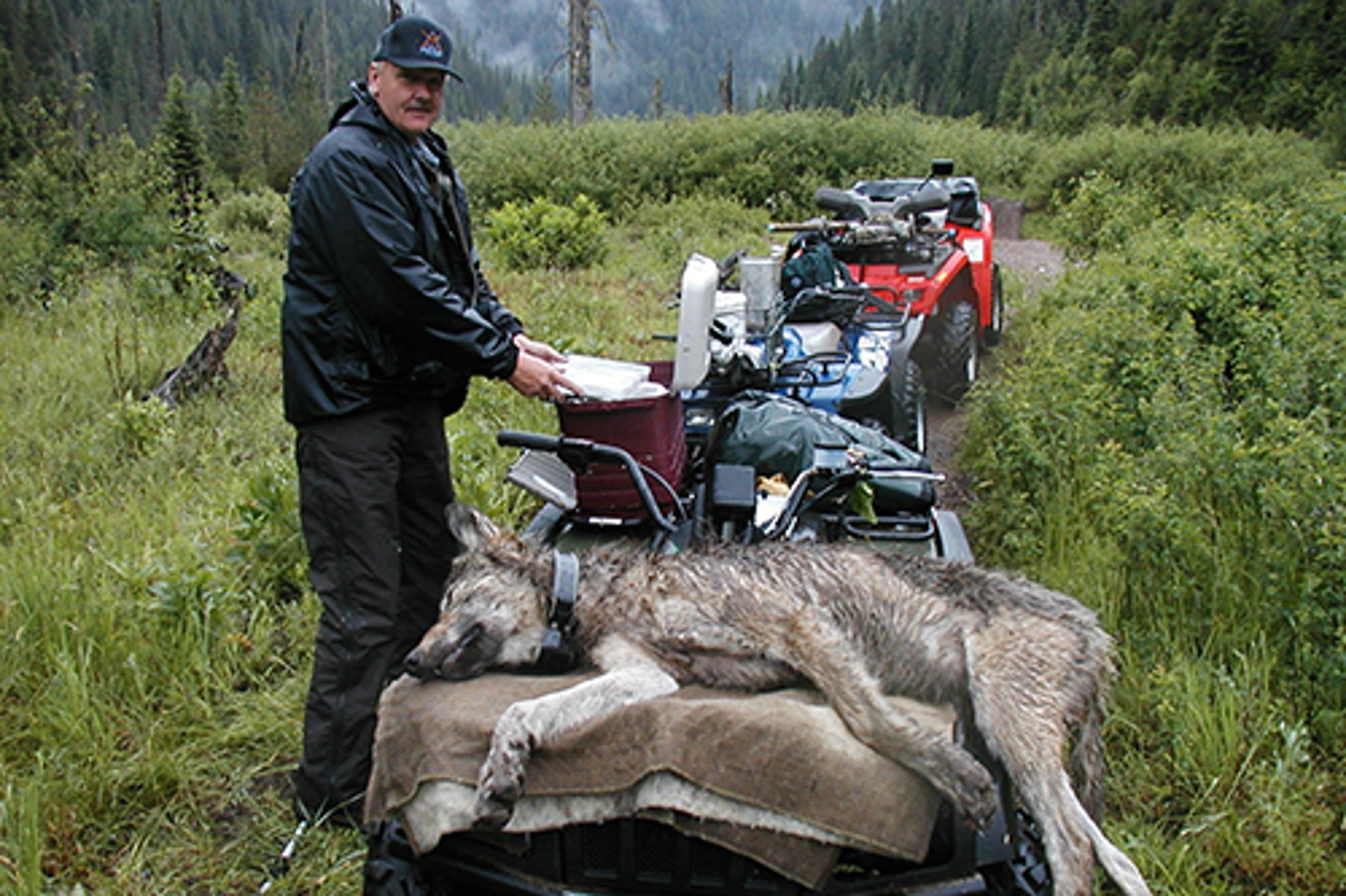 Wolf sedated for researchWolves and Greater Yellowstone