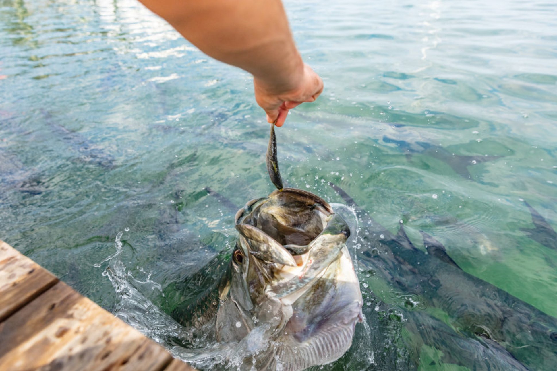 tarpon