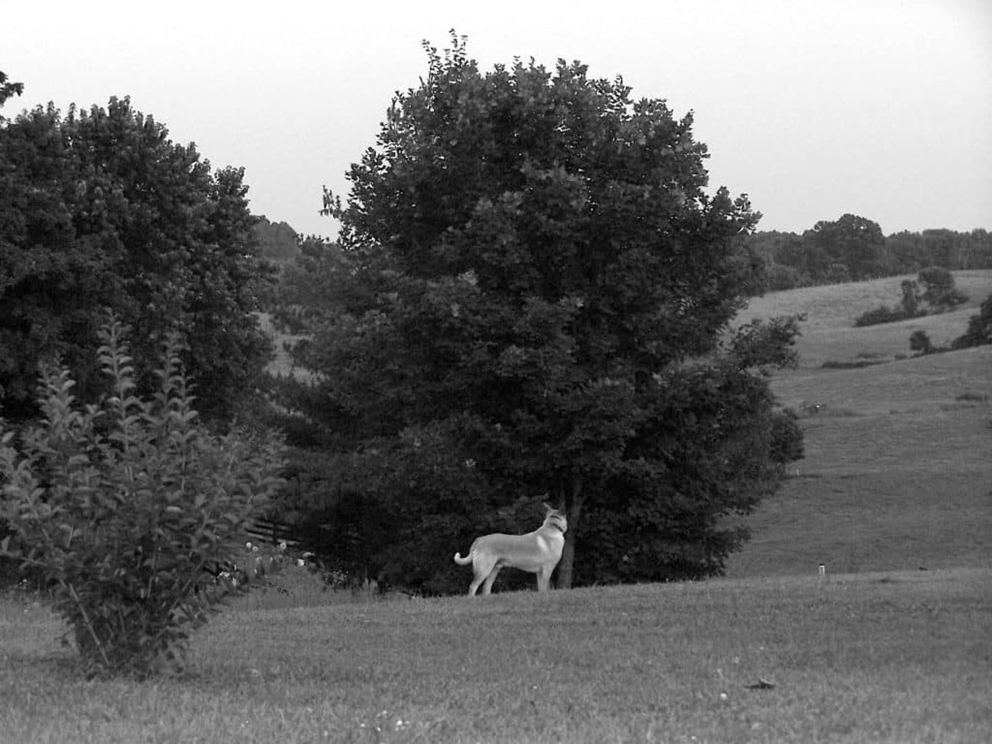 hunting dog