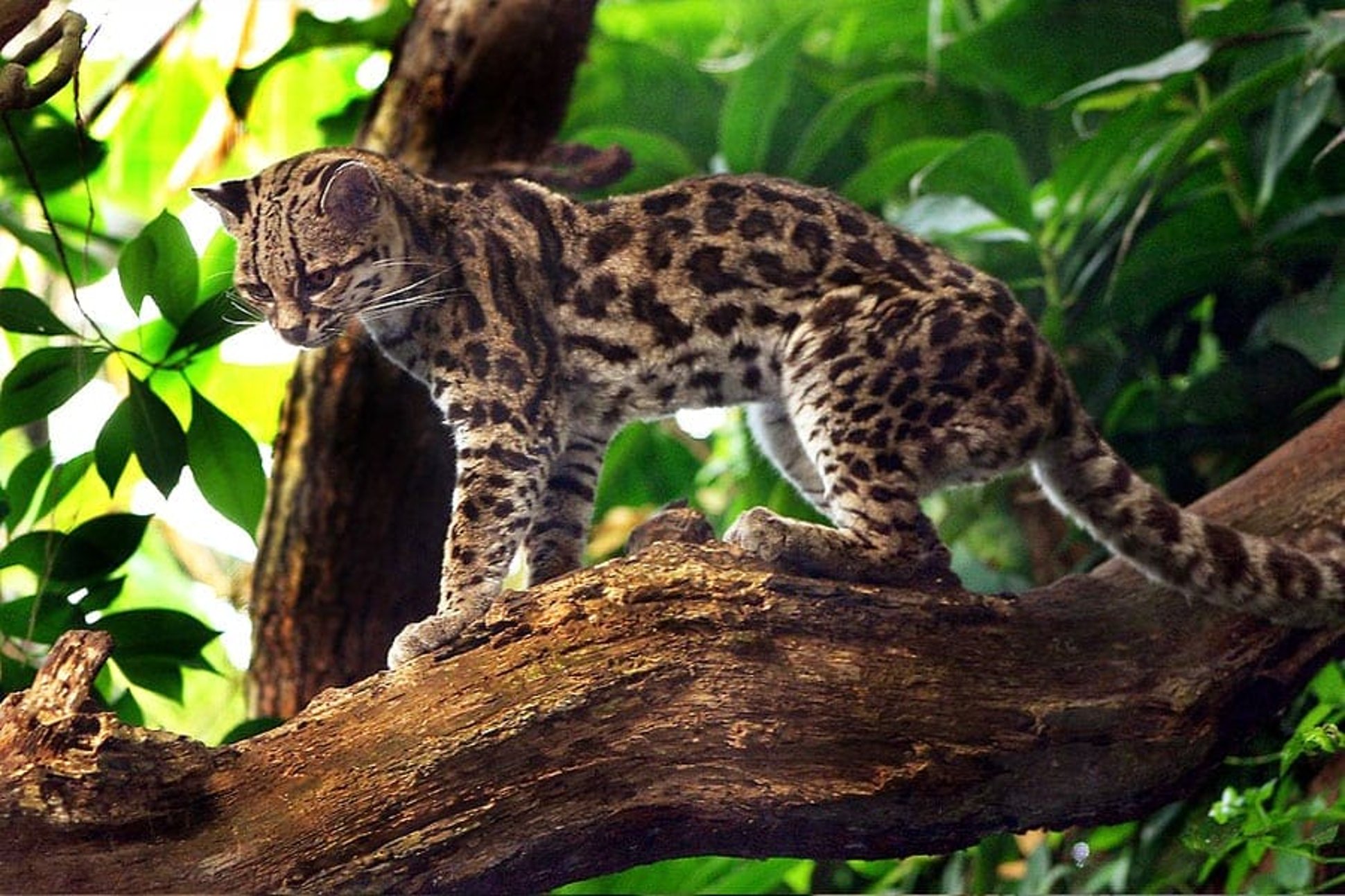 predator vs prey