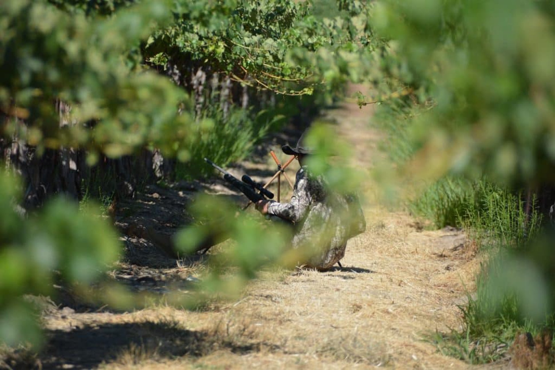 hunting california blacktail deer at steinbeck vineyards