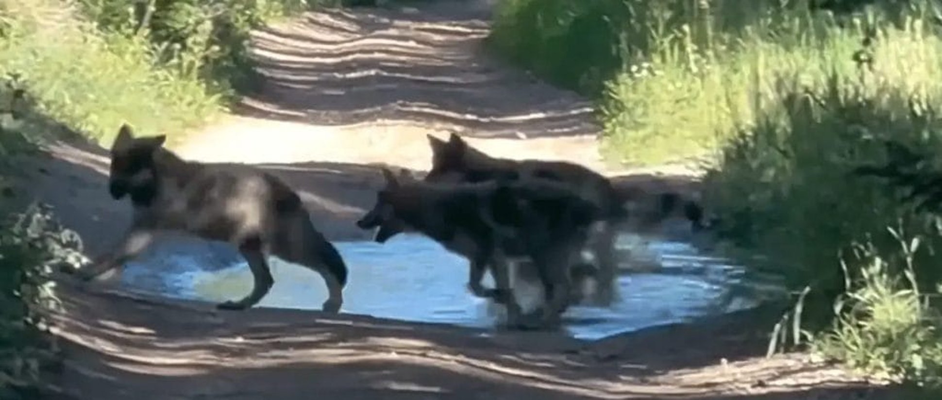 Colorado Relocating Problem Wolves