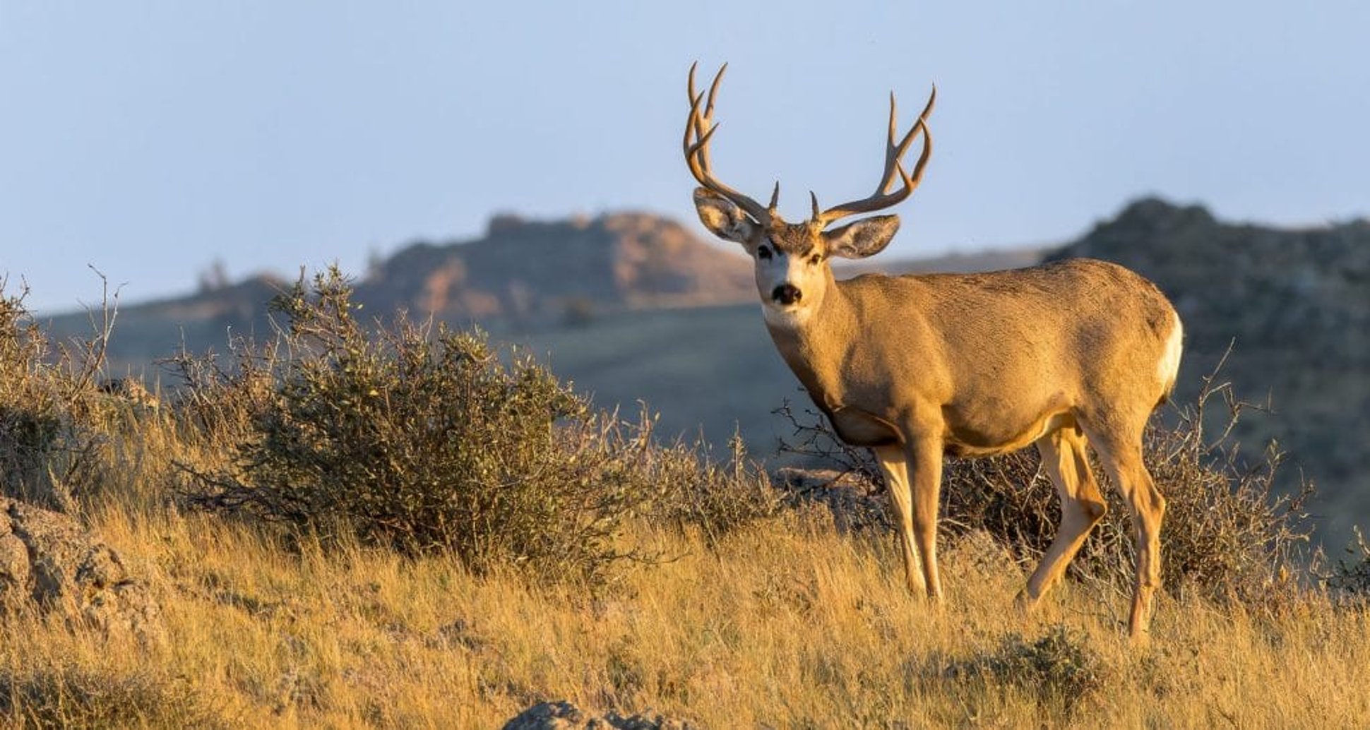 Wildlife Agency Urges Utah Hunters To Have Deer Tested For CWD