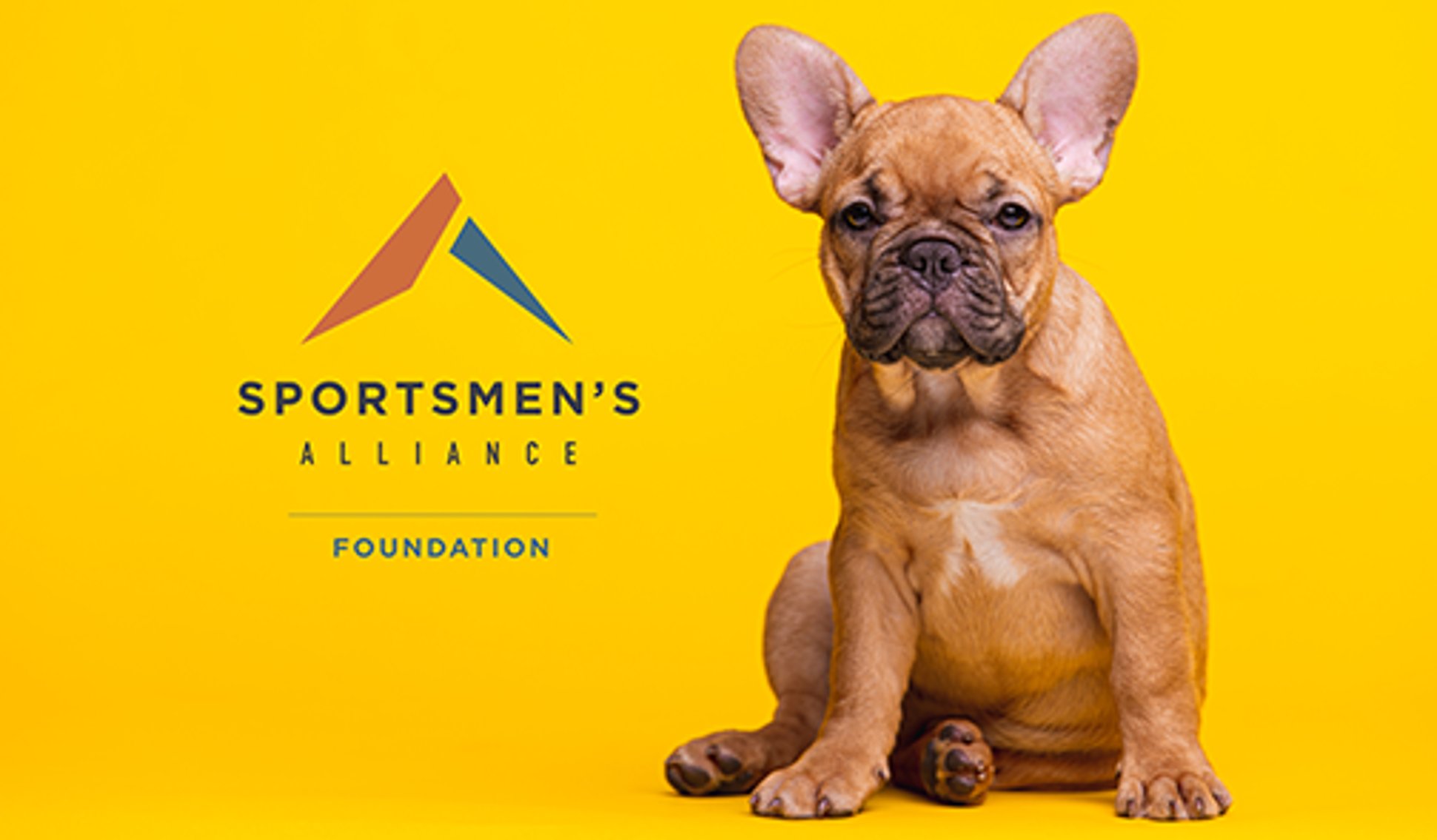 cdc puppy import ban