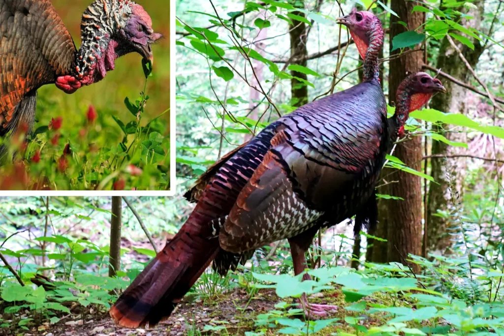 wild turkey feeding