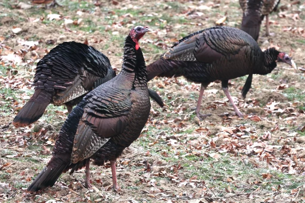 turkeys feeding