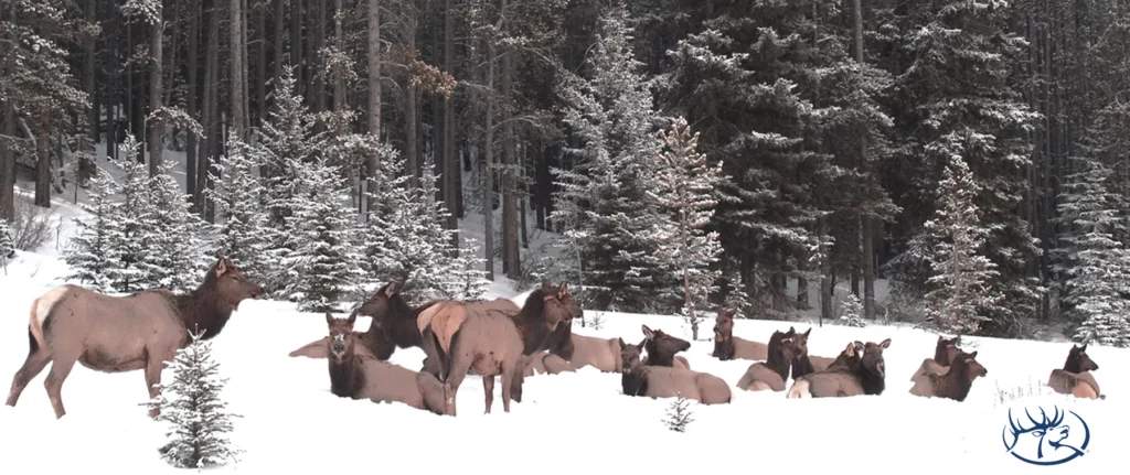 Rocky Mountain Elk Foundation, U.S. Forest Service & Private Landowner Work Together to Preserve Migration Route and Expand Public Access