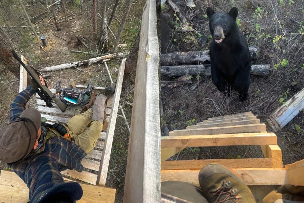 canadian black bear hunt