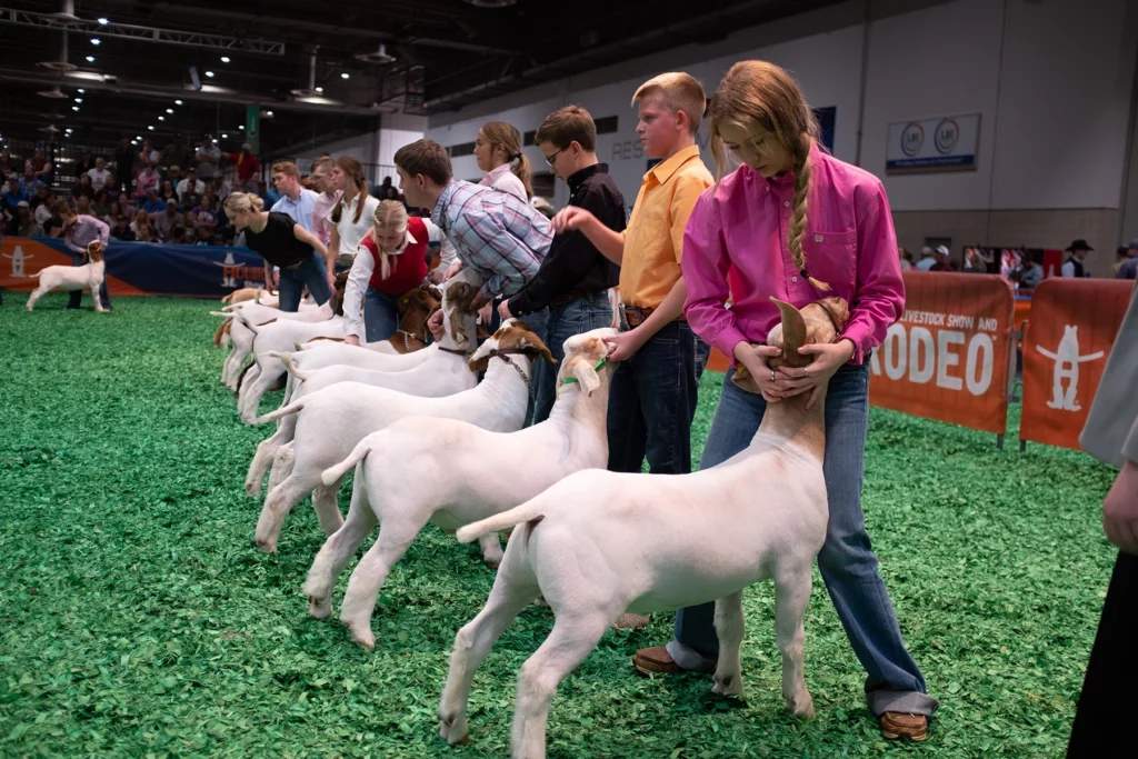 FFA goats The Houston Livestock Show & Rodeo