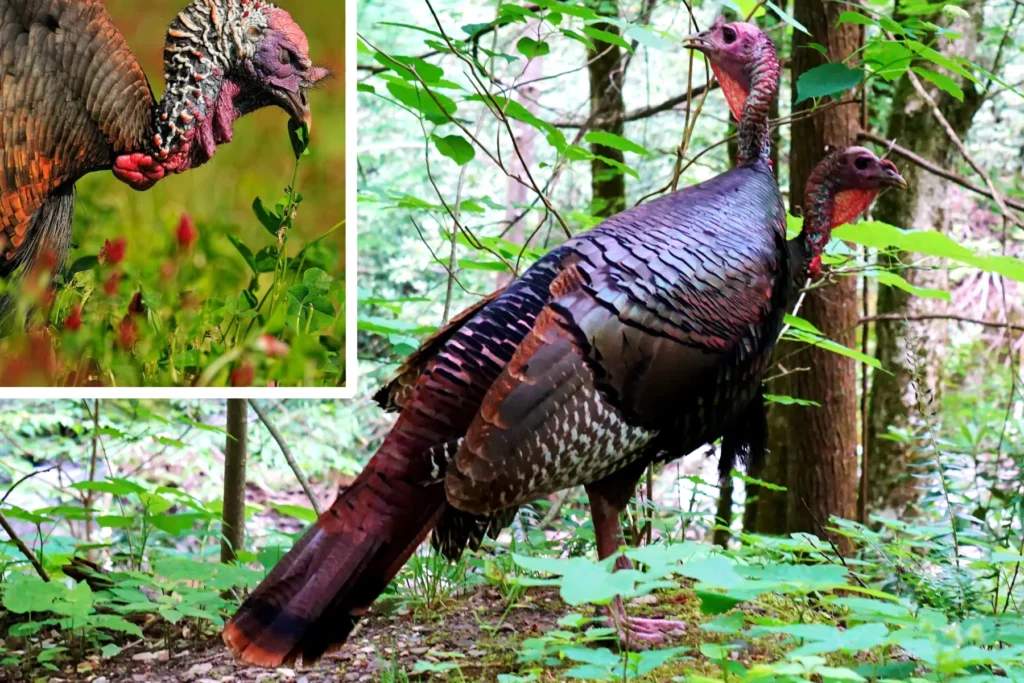 wild turkey feeding