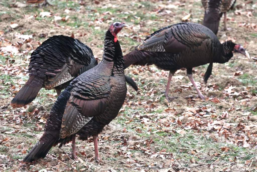 turkeys feeding