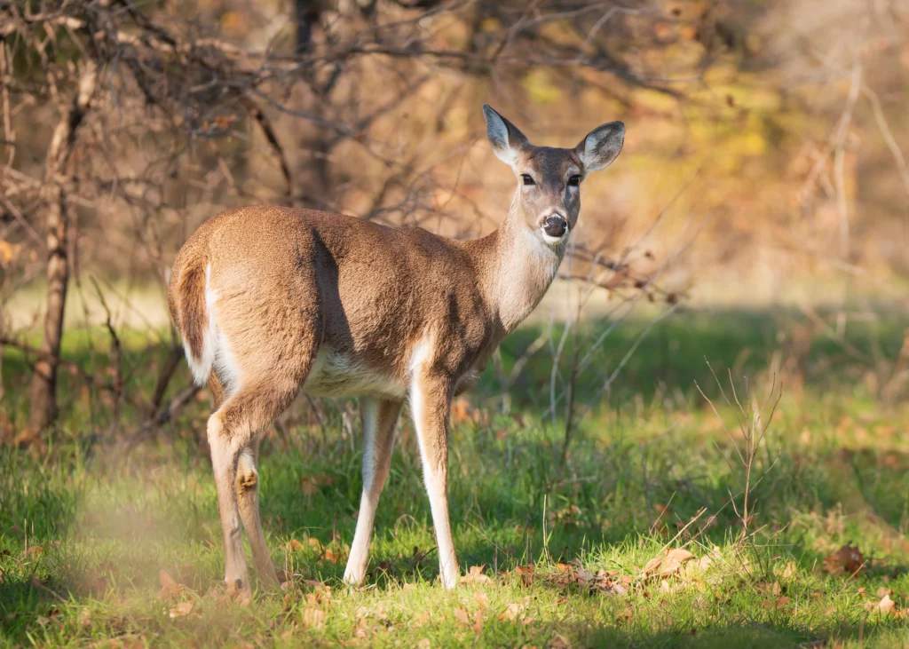 whitetail deer