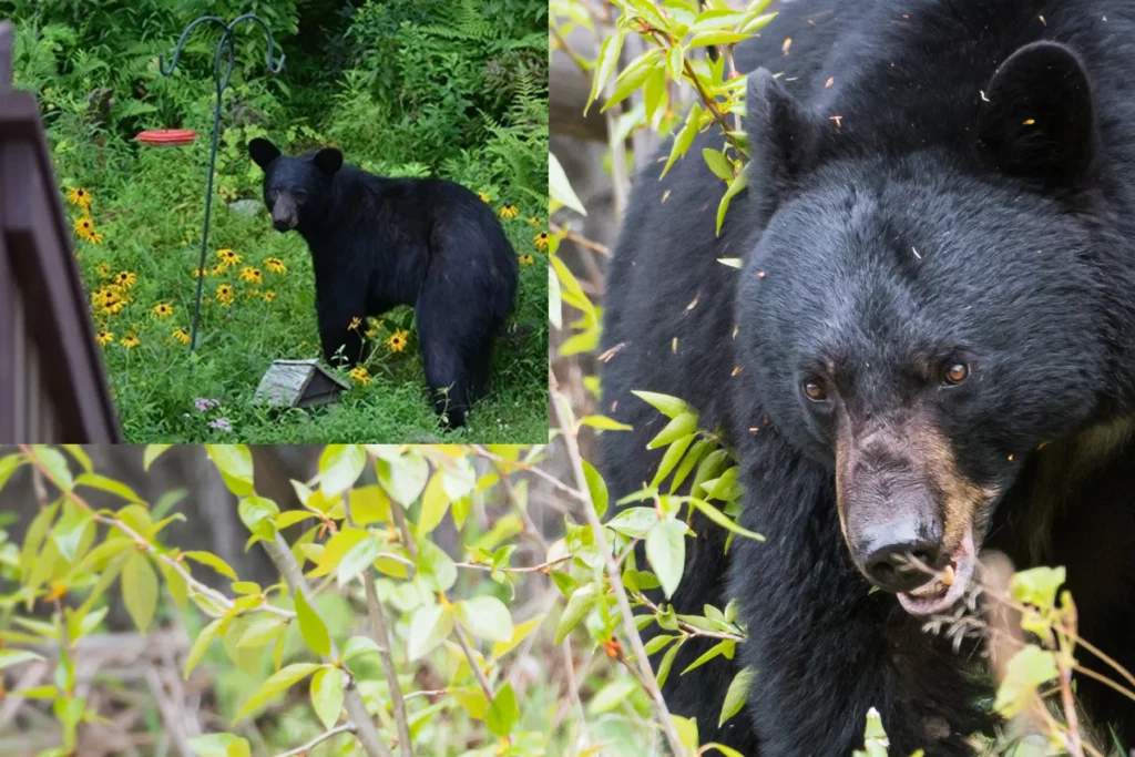Black Bears Push Further South in Michigan
