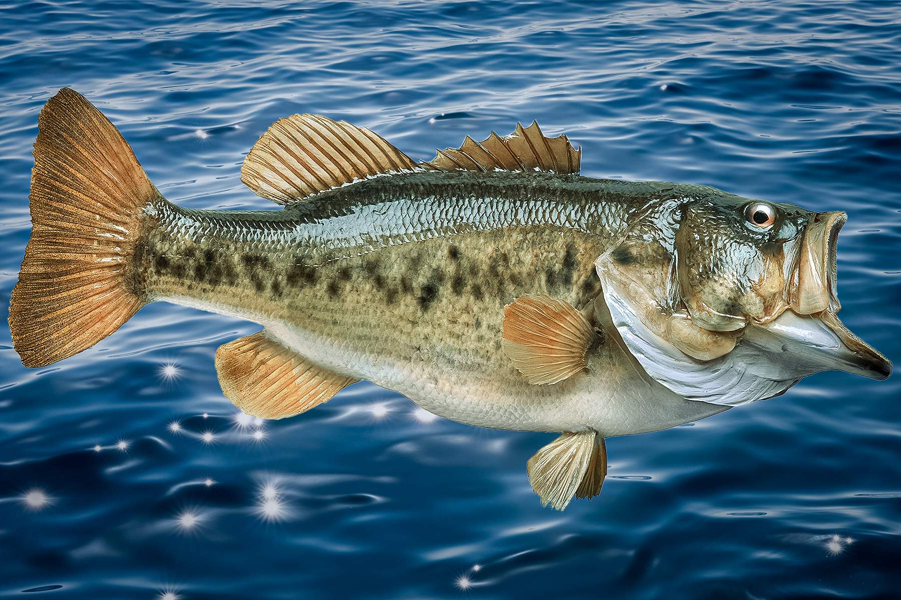 Largemouth