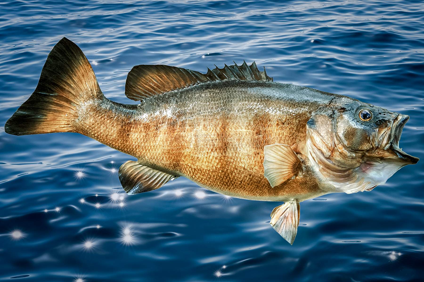 Smallmouth