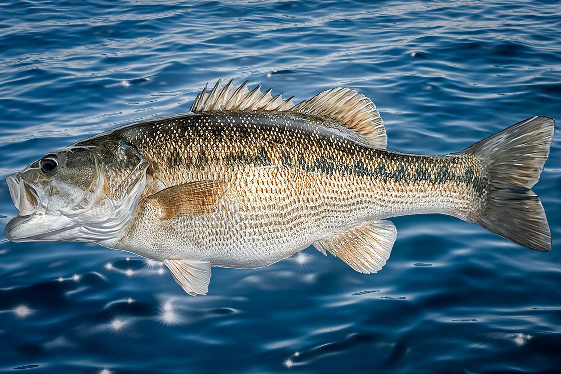 alabama bass