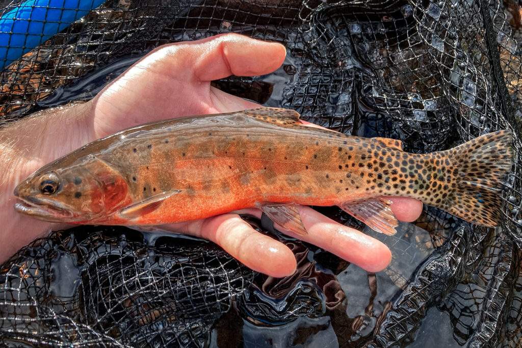 a rio grande cutthroat trout