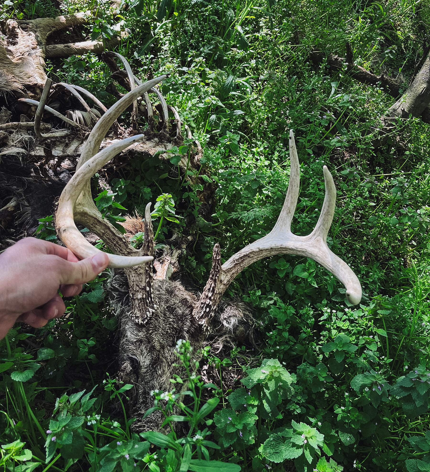 whitetail deer skeleton