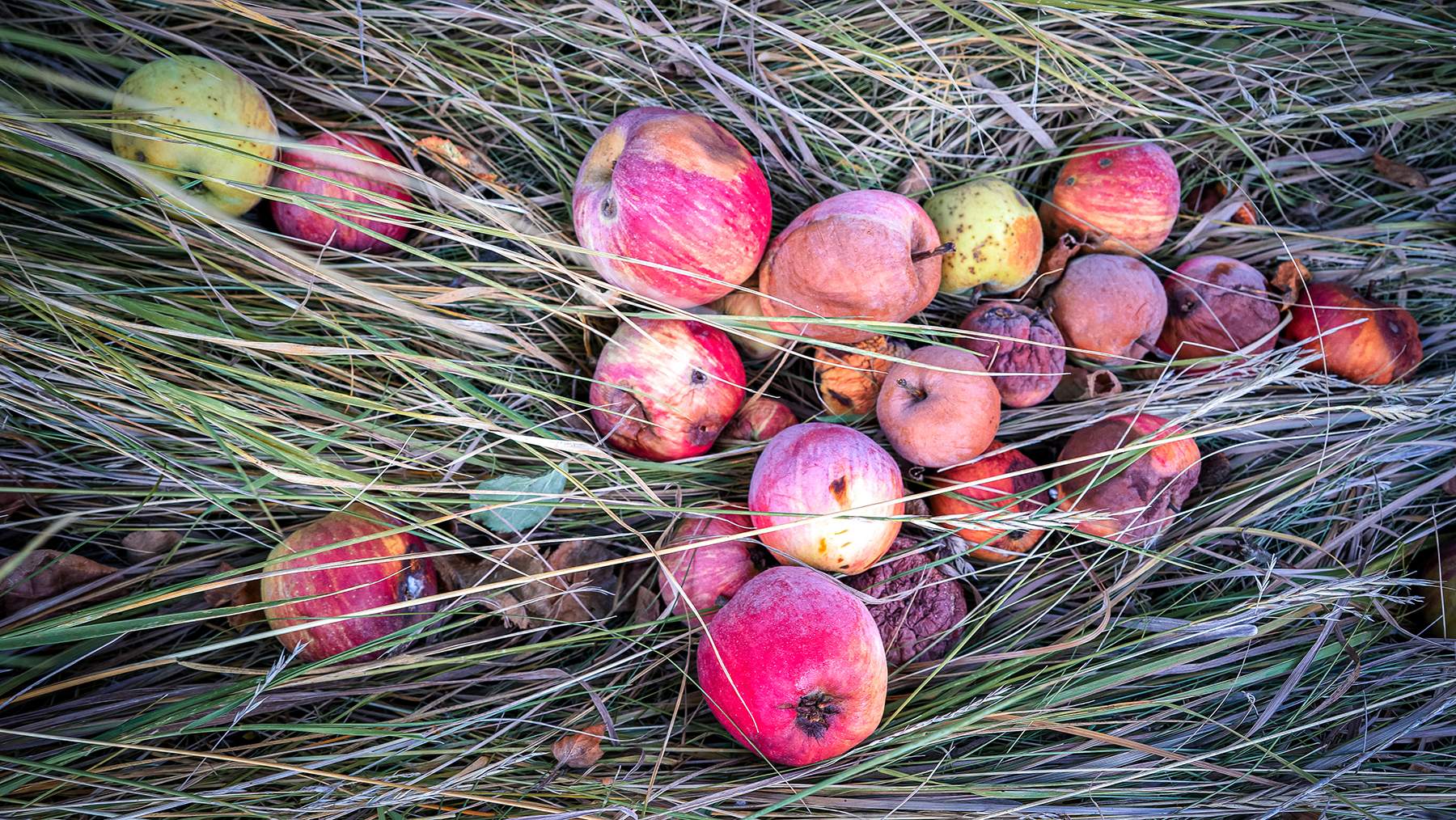 crabapples are one of several early-season food sources for deer