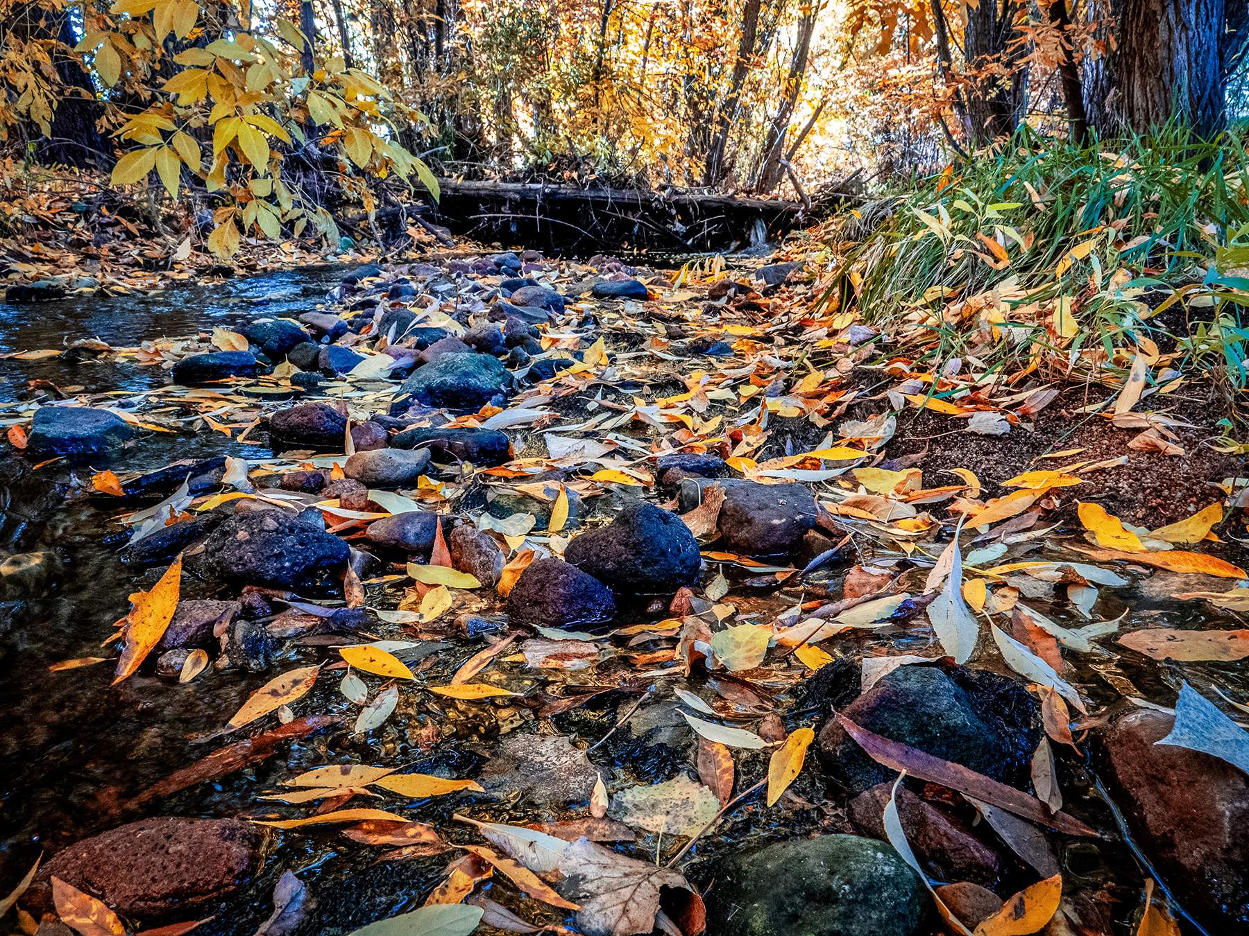 creek bottom