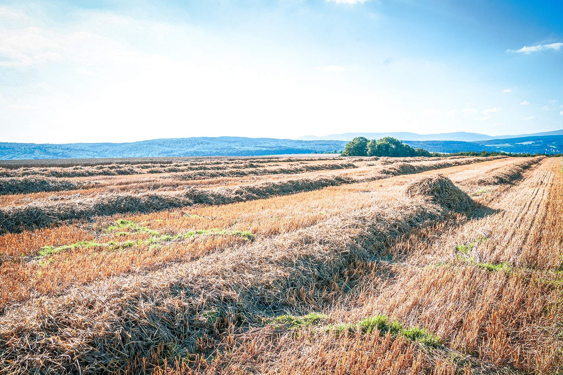 a cut field