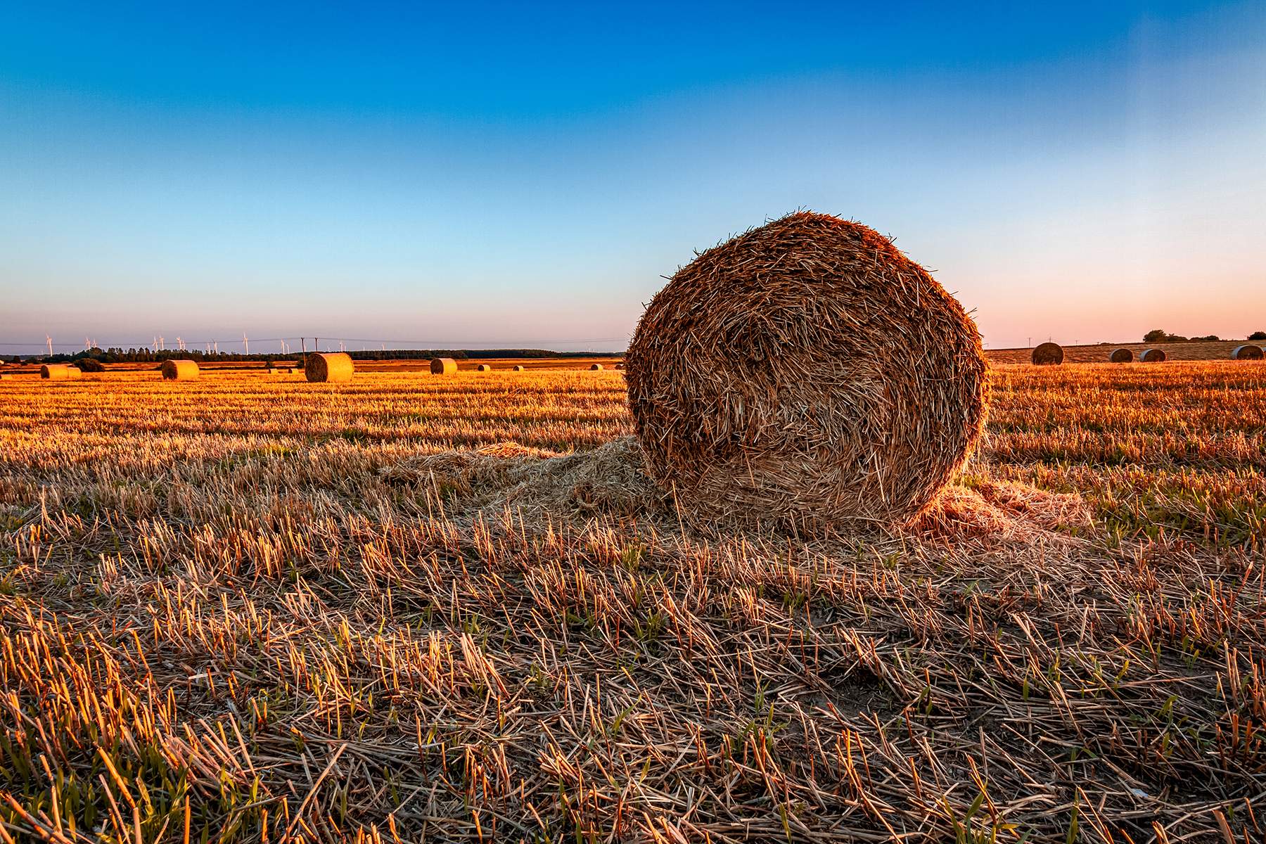 a cut hayfield