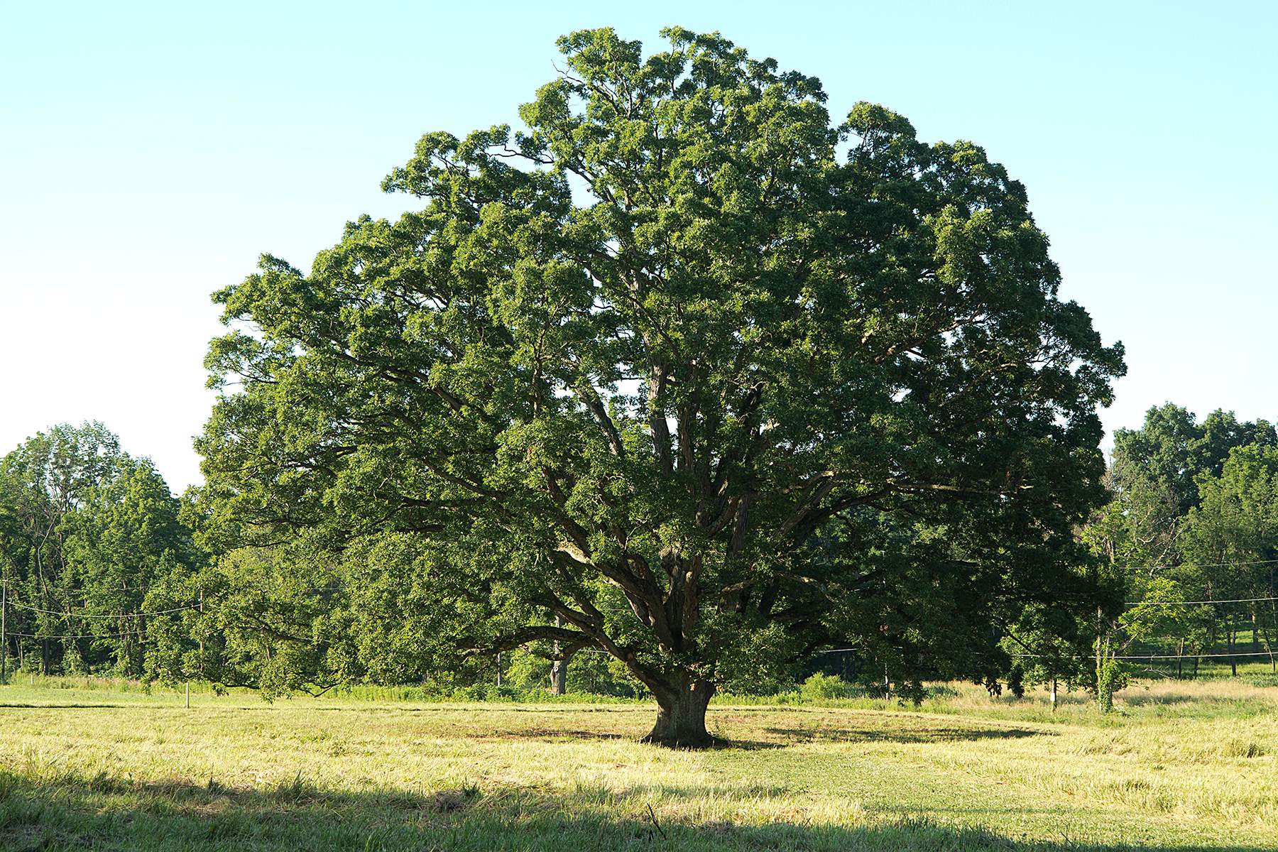 Big tree old white oak in a sunny clearing