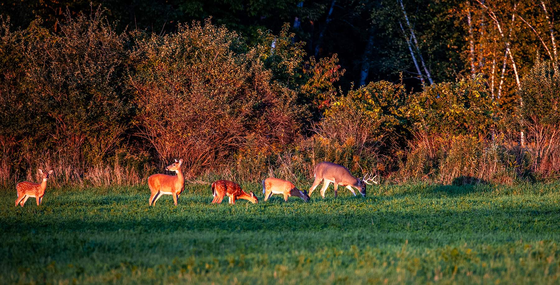 deer eating on the edge of a field. field edges are one of several early-season food sources for deer