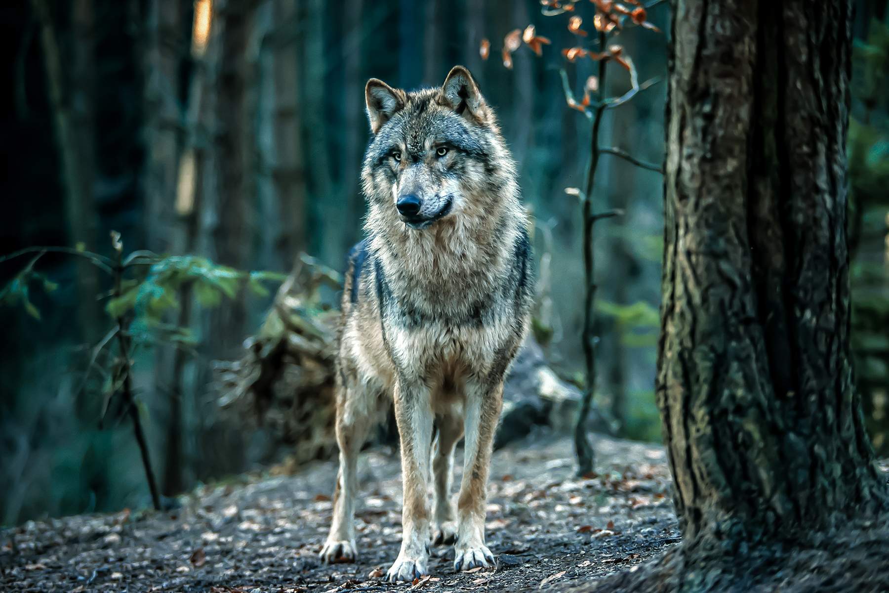 a lone wolf in the woods