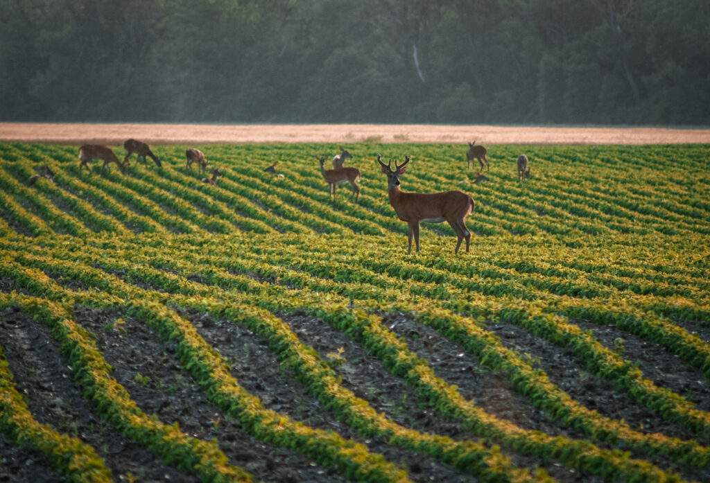 deer feeding in turnrows