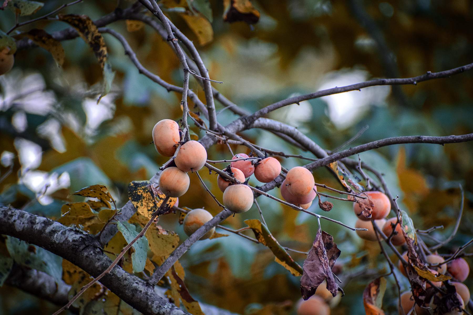 persimmons are one of several early-season food sources for deer