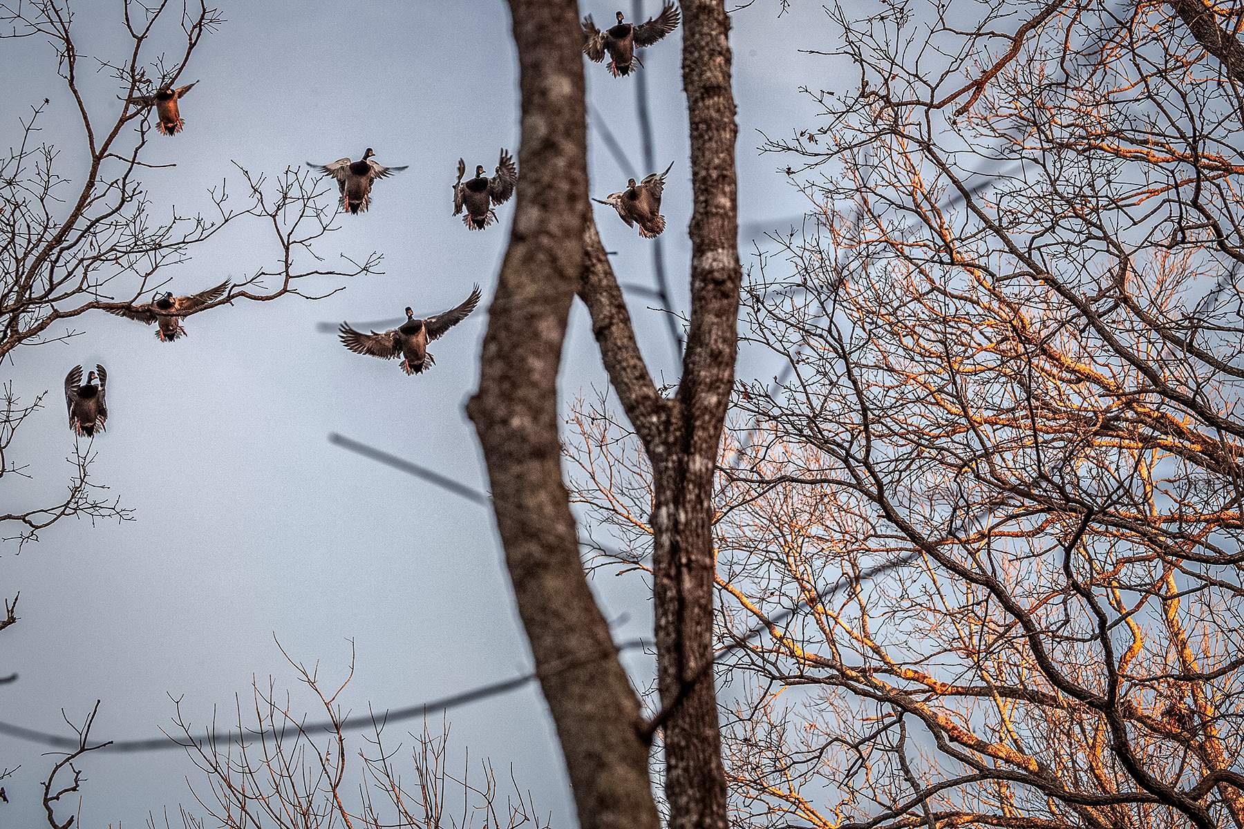 mallards flying